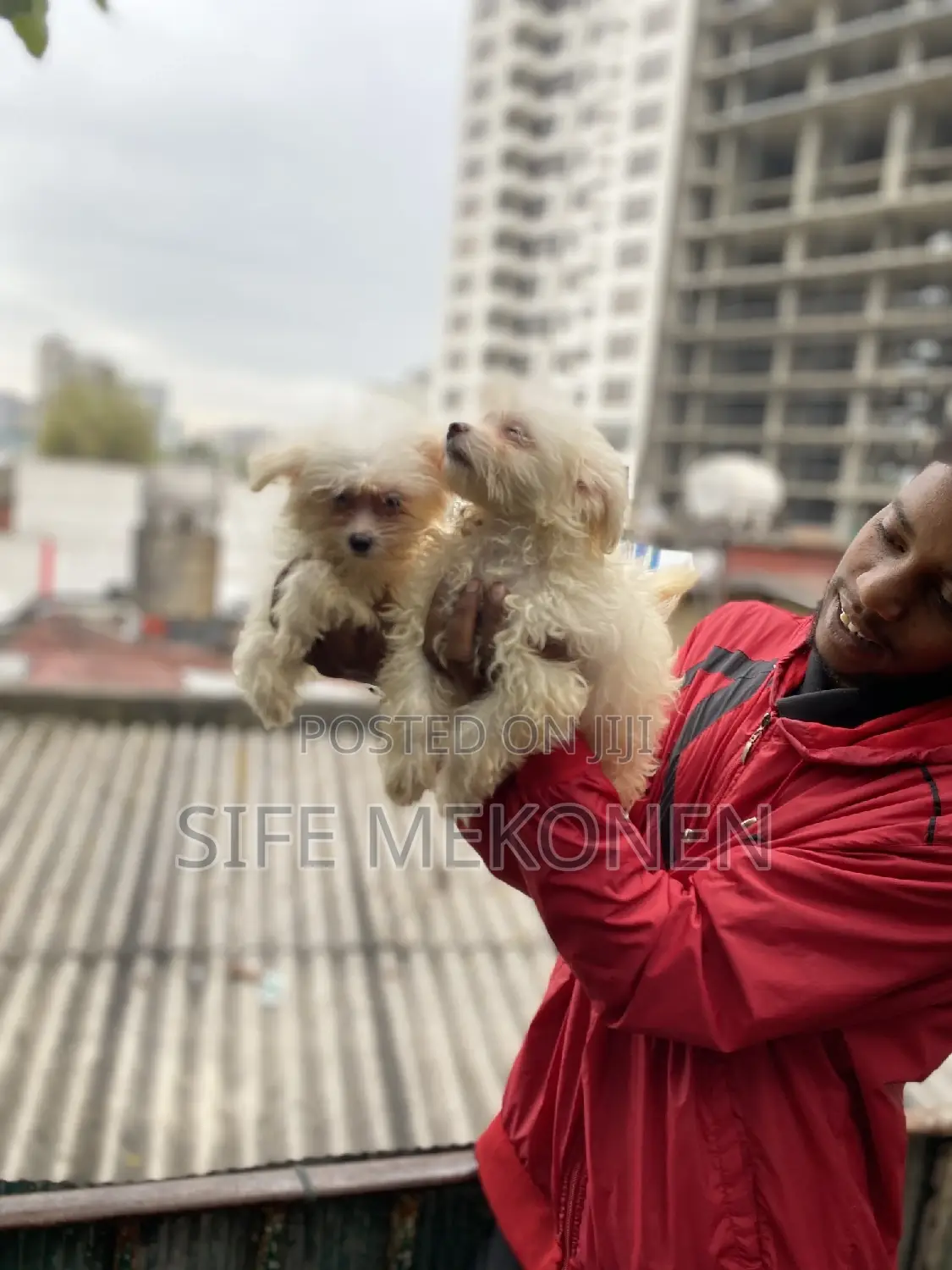 1-3 months Male Purebred Maltese