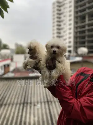 Photo - 1-3 months Male Purebred Maltese