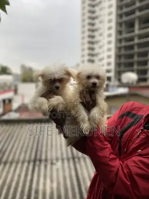 1-3 months Male Purebred Maltese