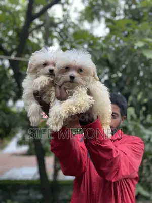 1-3 months Male Purebred Maltese