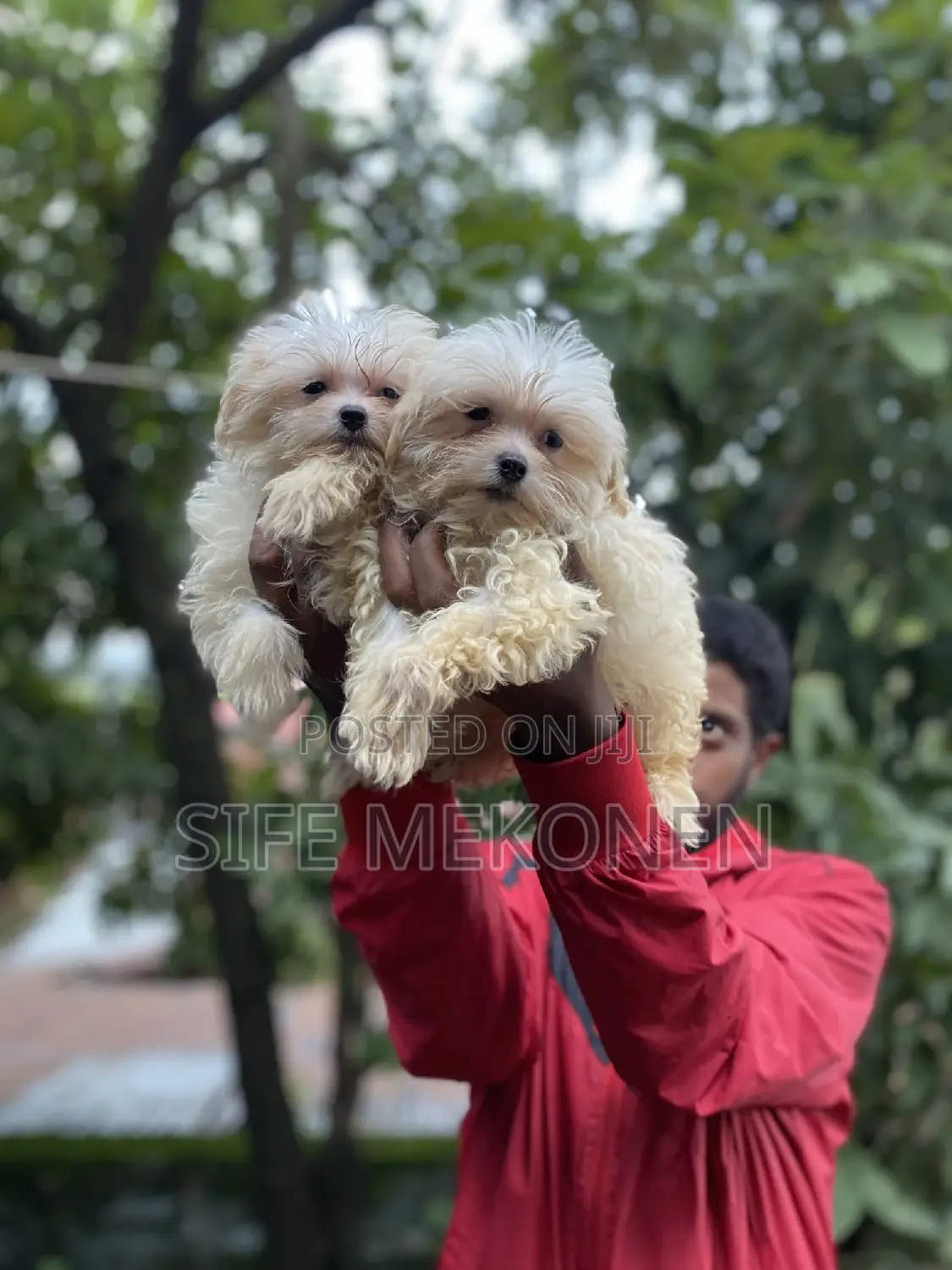 1-3 months Male Purebred Maltese