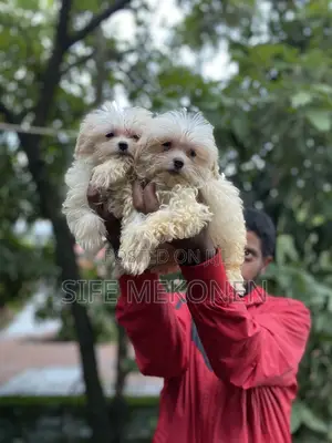 Photo - 1-3 months Male Purebred Maltese