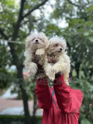 Photo - 1-3 months Male Purebred Maltese