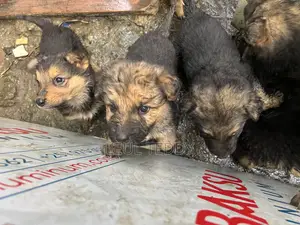 0-1 month Male Purebred German Shepherd