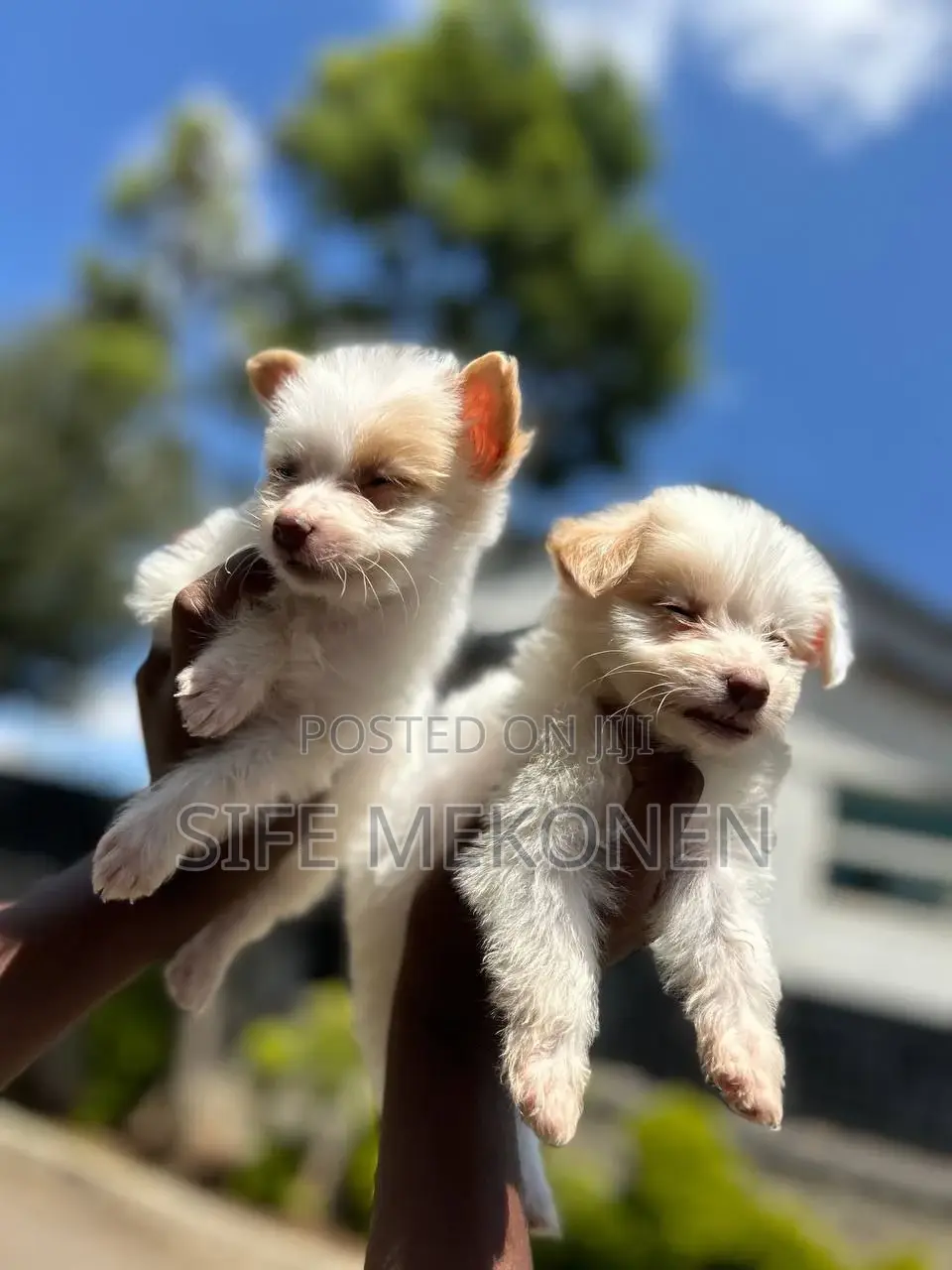 1-3 months Male Purebred Maltese
