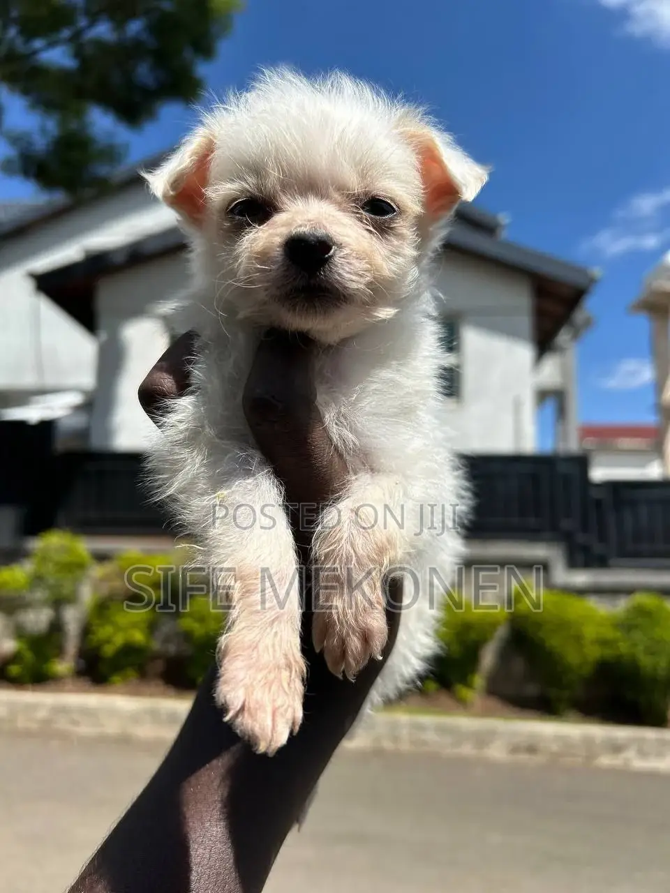 1-3 months Male Purebred Maltese