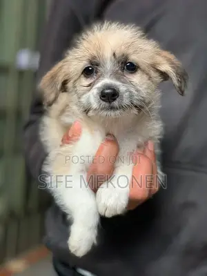 1-3 months Male Purebred Maltese