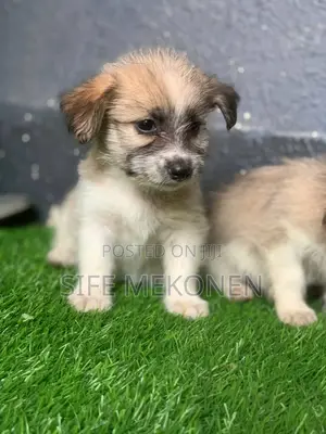 1-3 months Male Purebred Maltese