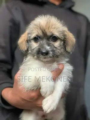 Photo - 1-3 months Male Purebred Maltese