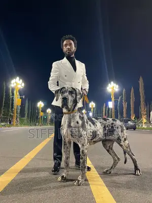 Photo - 1-3 months Male Purebred Great Dane