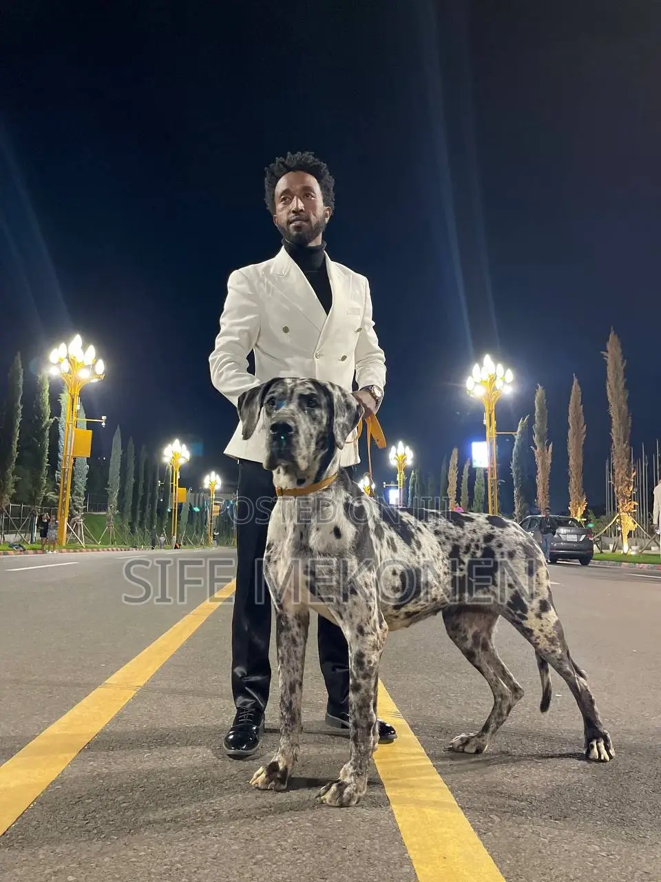 1-3 months Male Purebred Great Dane