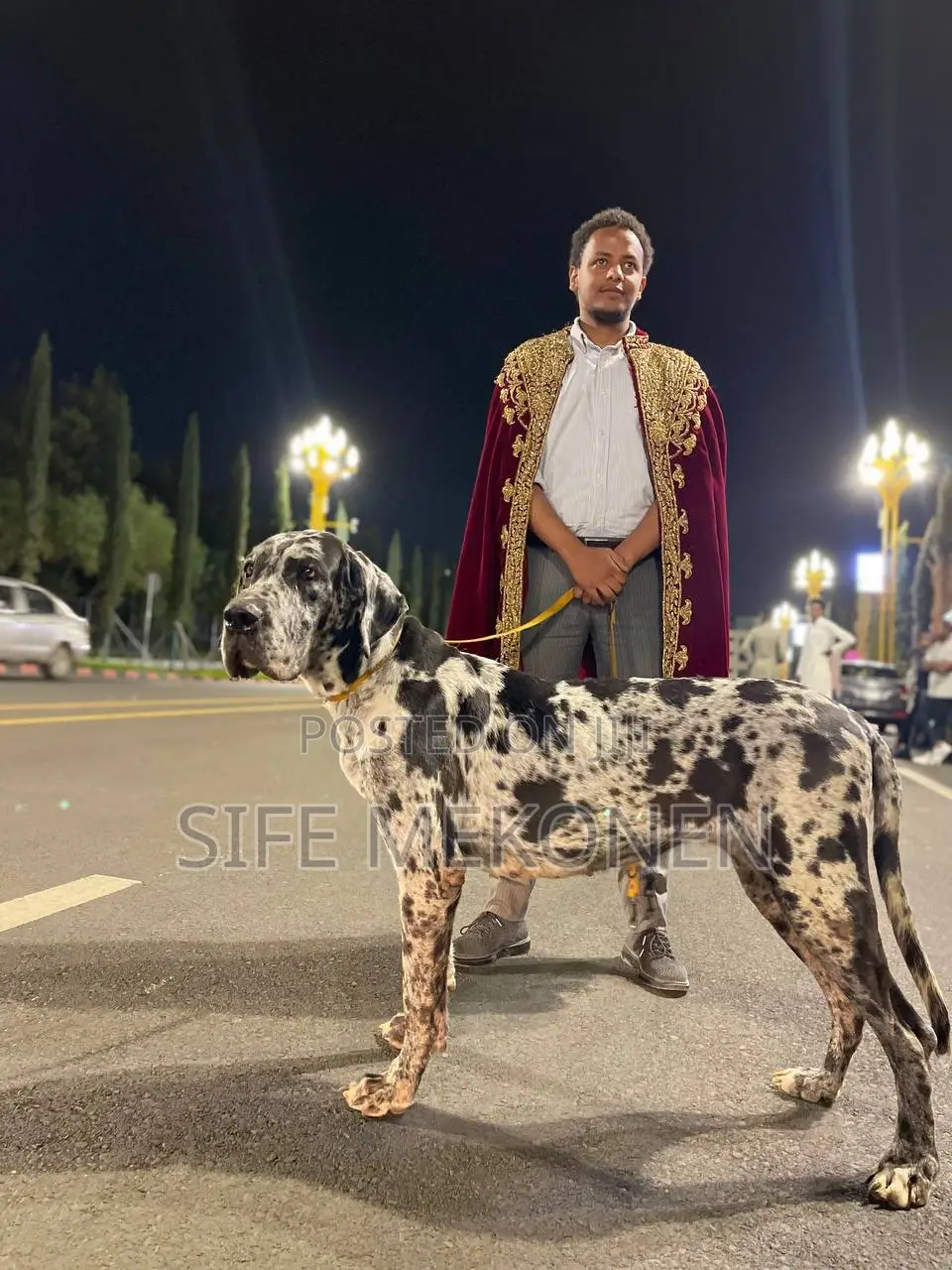 1-3 months Male Purebred Great Dane