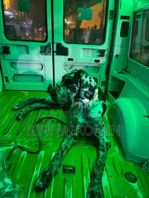 1-3 months Male Purebred Great Dane