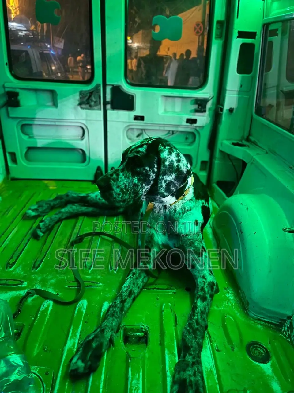 1-3 months Male Purebred Great Dane