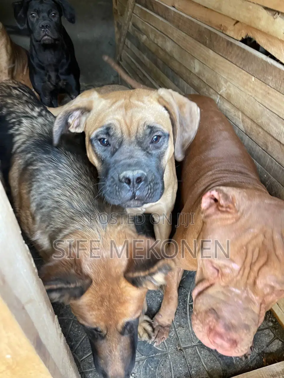 1-3 months Male Purebred Bullmastiff