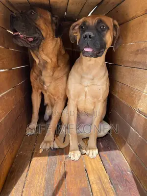 Photo - 1-3 months Male Purebred Bullmastiff