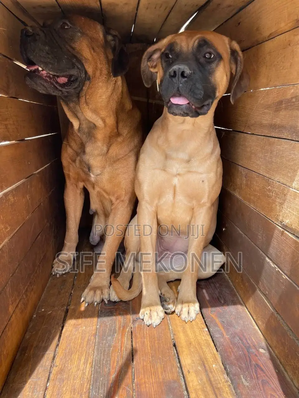 1-3 months Male Purebred Bullmastiff