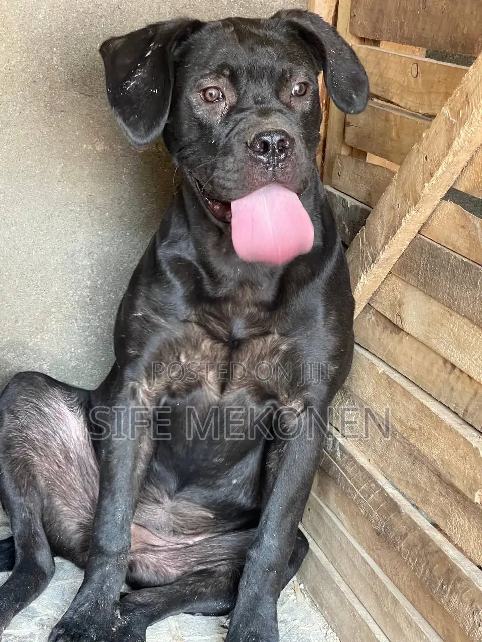 1-3 months Male Purebred Bullmastiff