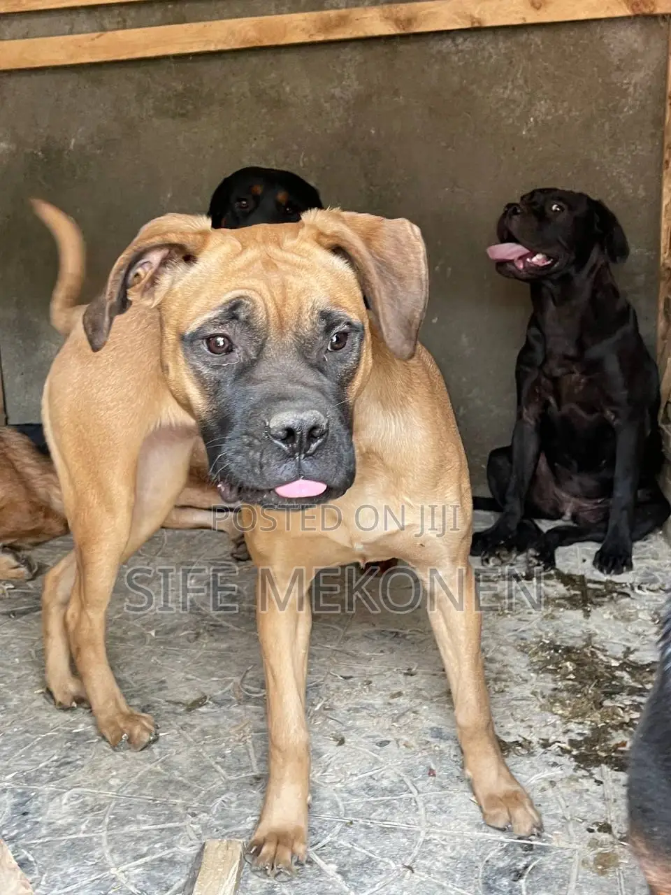 1-3 months Male Purebred Bullmastiff