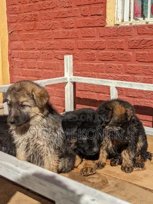 Photo - 1-3 months Male Purebred German Shepherd
