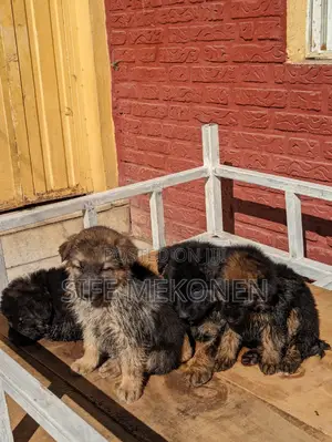 1-3 months Male Purebred German Shepherd
