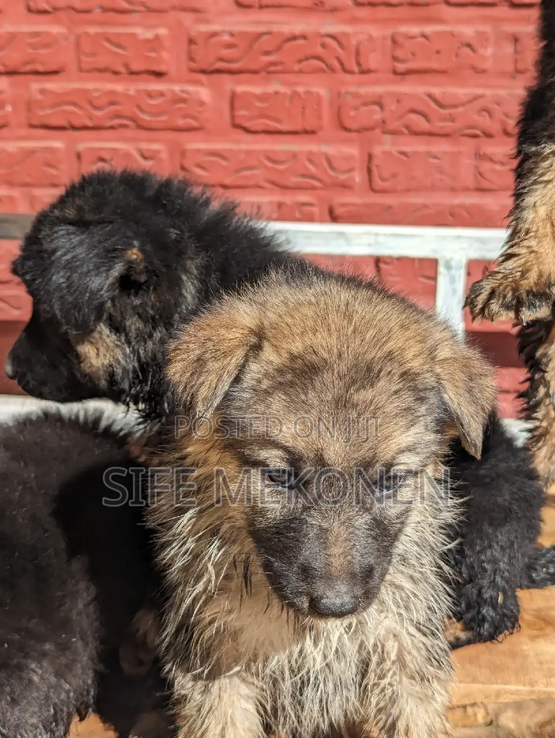 1-3 months Male Purebred German Shepherd
