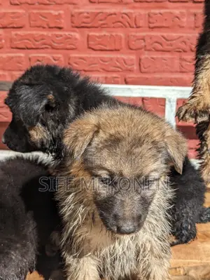 1-3 months Male Purebred German Shepherd
