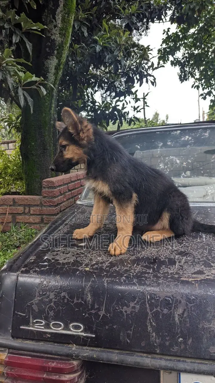 1-3 months Male Purebred German Shepherd
