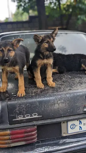 1-3 months Male Purebred German Shepherd