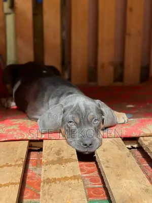 1-3 months Male Purebred Bullmastiff