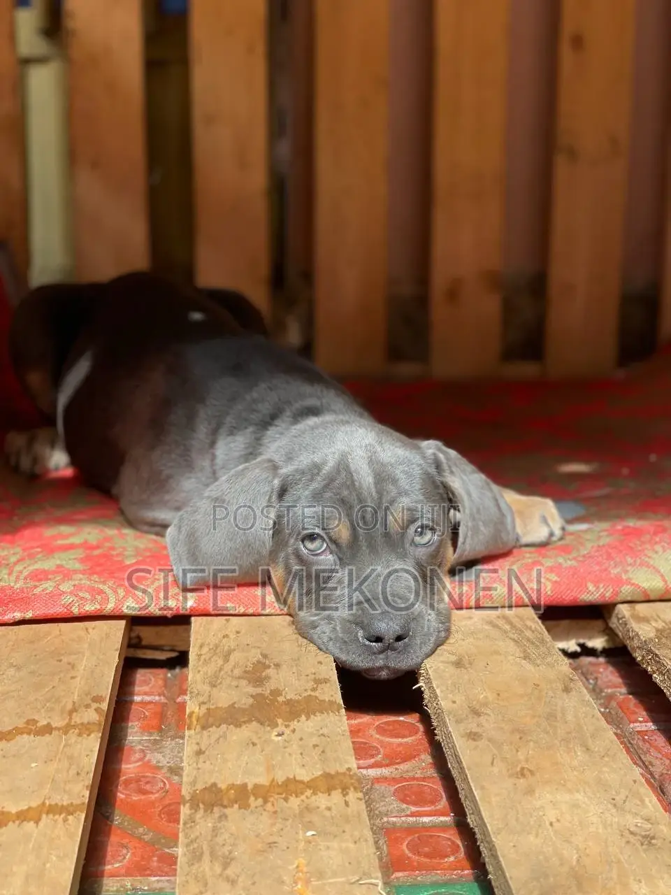 1-3 months Male Purebred Bullmastiff