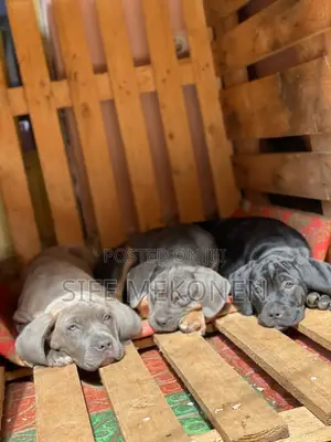 1-3 months Male Purebred Bullmastiff