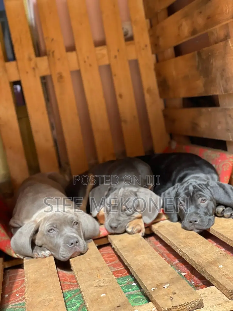 1-3 months Male Purebred Bullmastiff