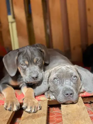 Photo - 1-3 months Male Purebred Bullmastiff