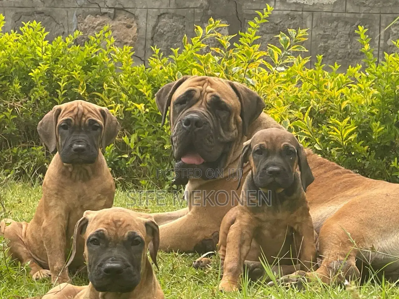 1-3 months Male Purebred Bullmastiff