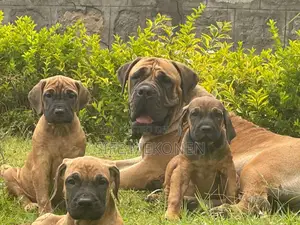 Photo - 1-3 months Male Purebred Bullmastiff