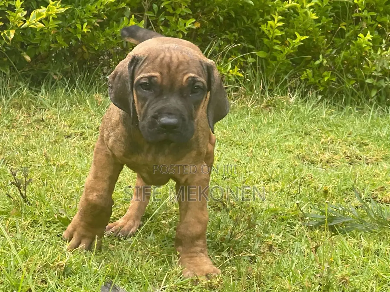 1-3 months Male Purebred Bullmastiff
