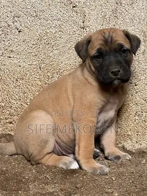 Photo - 1-3 months Male Purebred Bullmastiff