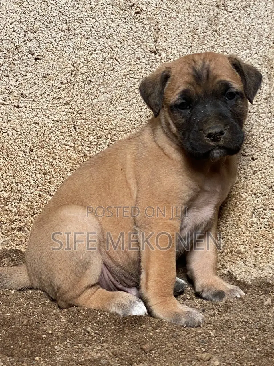 1-3 months Male Purebred Bullmastiff