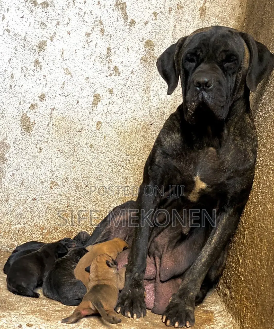 1-3 months Male Purebred Bullmastiff
