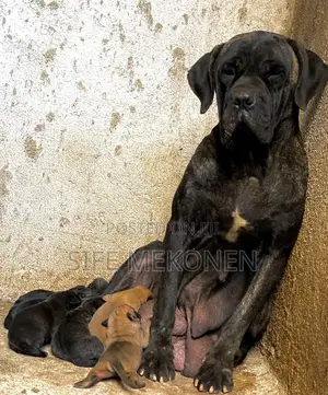 1-3 months Male Purebred Bullmastiff