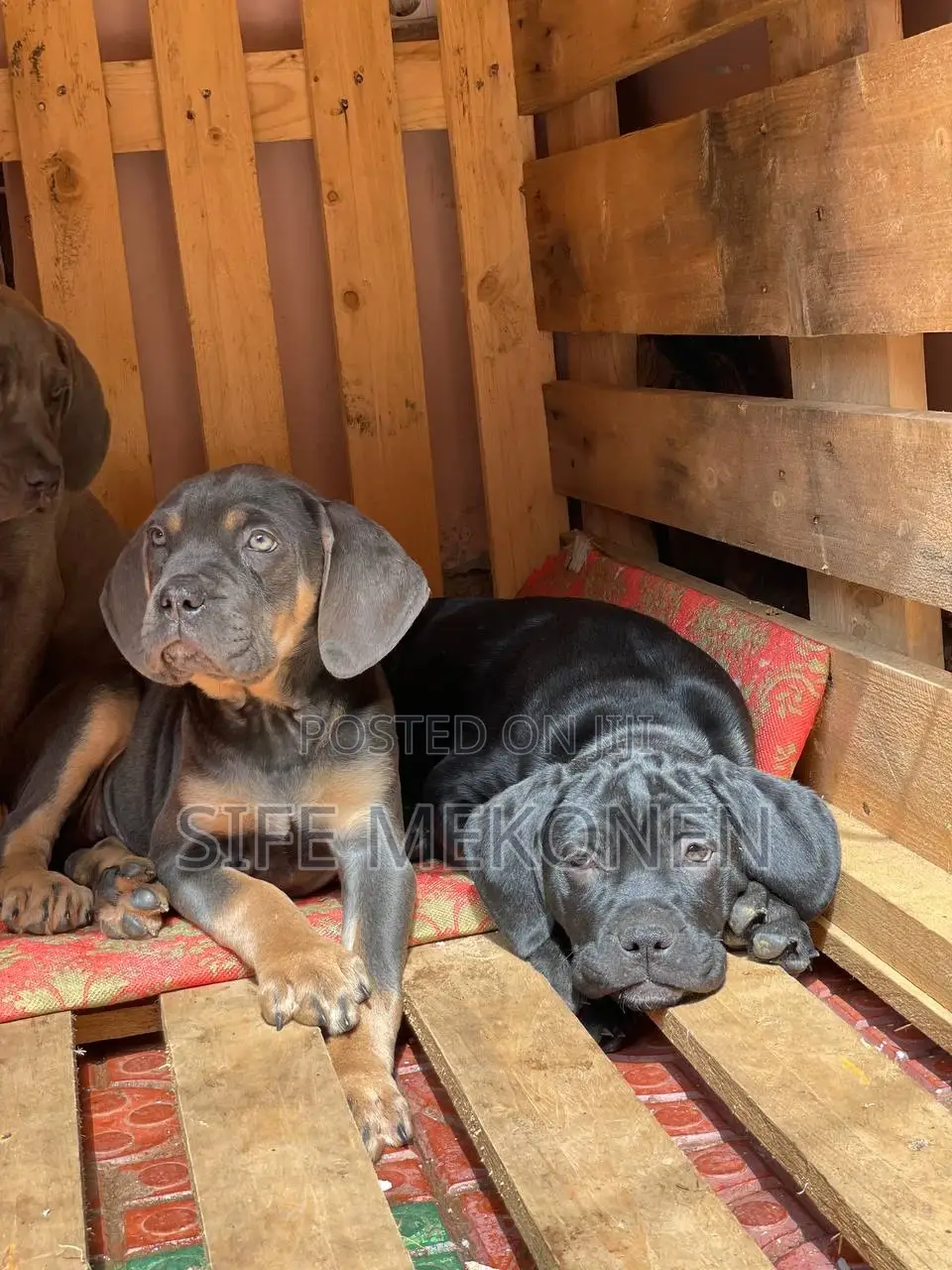 1-3 months Male Purebred Bullmastiff