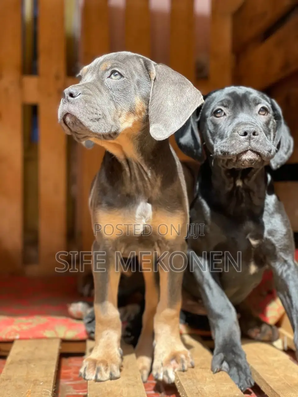 1-3 months Male Purebred Bullmastiff