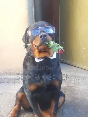 1-3 months Male Purebred Rottweiler