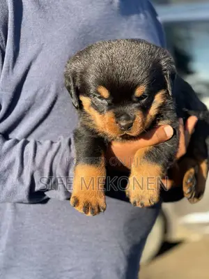 1-3 months Male Purebred Rottweiler