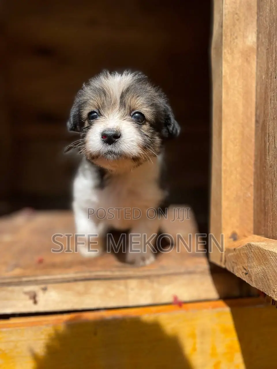 1-3 months Male Purebred Maltese