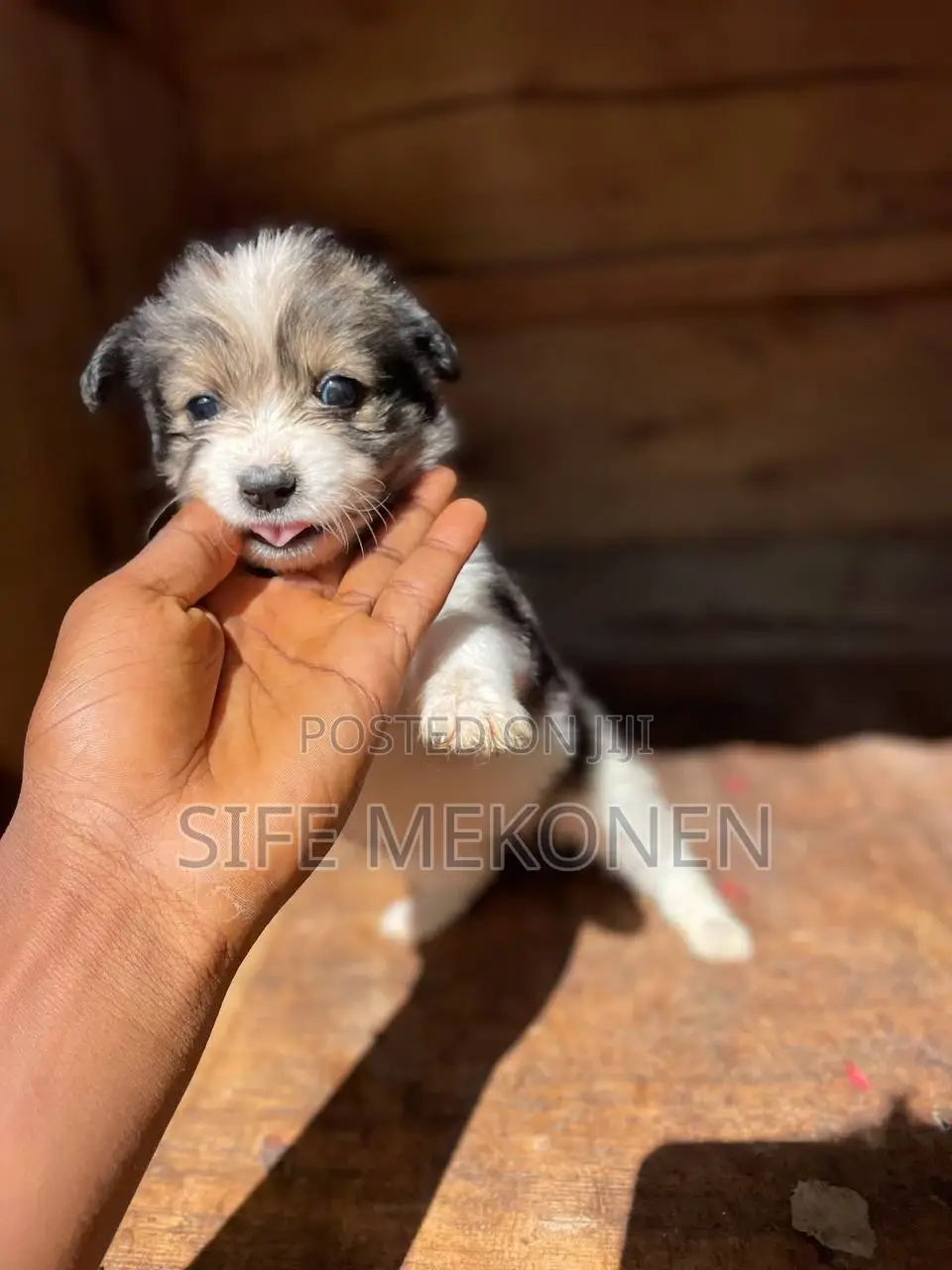 1-3 months Male Purebred Maltese