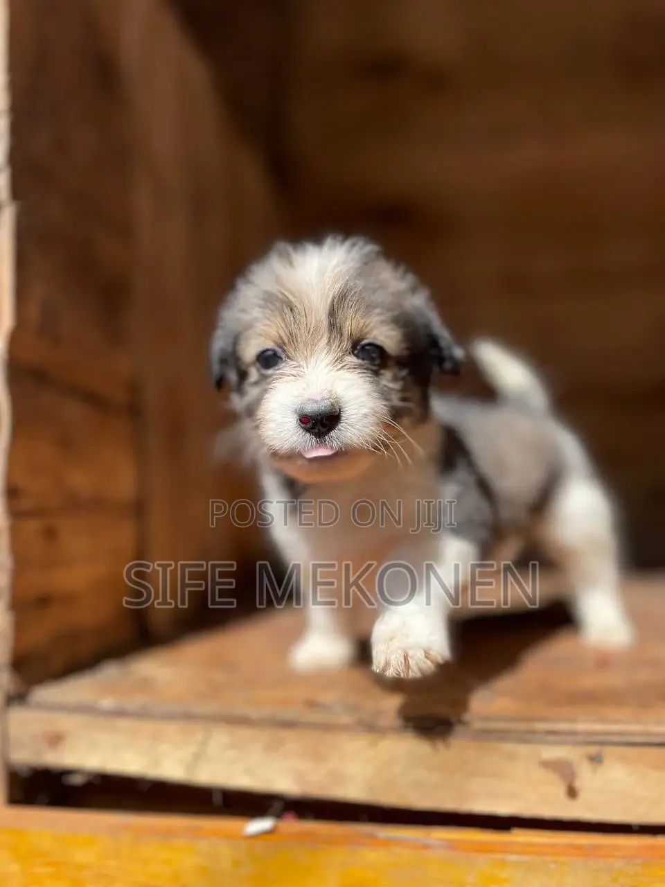 1-3 months Male Purebred Maltese