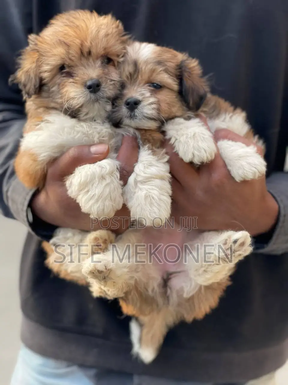 1-3 months Male Purebred Maltese