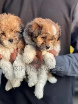 1-3 months Male Purebred Maltese